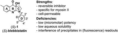 Recovering Actives in Multi-Antitarget and Target Design of Analogs of the Myosin II Inhibitor Blebbistatin